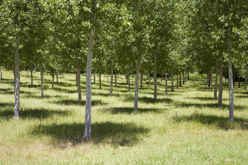 Grove