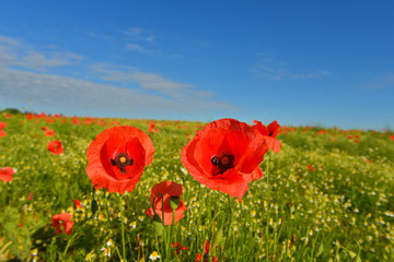 Poppies