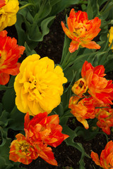 Double Tulips Flowers Growing in Flowerbed