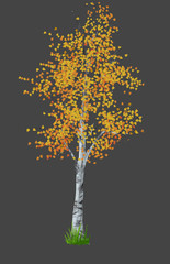 tree in the autumn isolated 