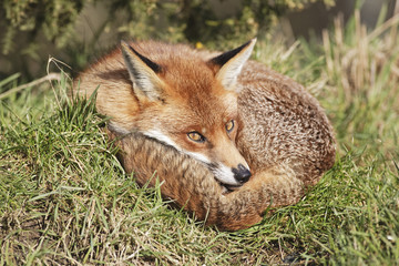 Fototapeta premium Fox in grass