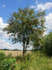 Buckthorn