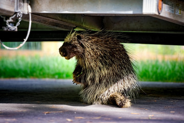 An American porcupine (Erethizon dorsatum) beneath a trailer.
