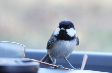 Woodpecker and titmouse sitting on one a feeding trough.