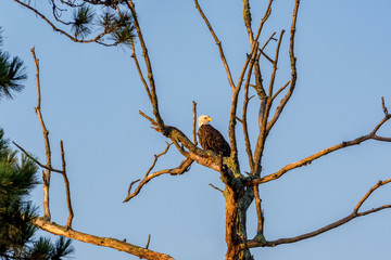 A bald eagle (Haliaeetus leucocephalus) perched atop a dead tree.