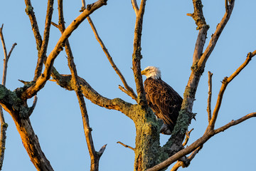 A bald eagle (Haliaeetus leucocephalus) perched atop a dead tree.
