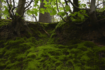 Fototapeta premium Moss in Forest