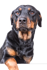 Dog with paw over blank sign isolated on white background
