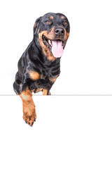 Fototapeta premium Dog with paw over blank sign isolated on white background