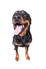 Fototapeta premium Happy curious dog isolated on white background