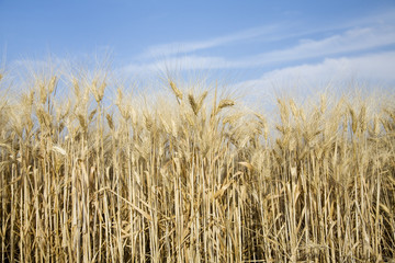 Wheat field