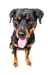 Happy curious dog isolated on white background