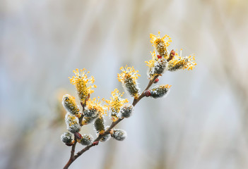 spring willow branch with yellow buds fluffy