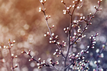 branch cherry blossoms with white buds and blossoms in early spring