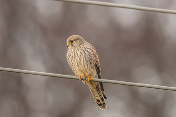 falke
