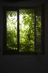 View of shrubbery behind silhouette window