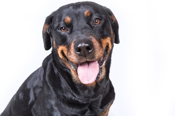 Happy curious dog isolated on white background