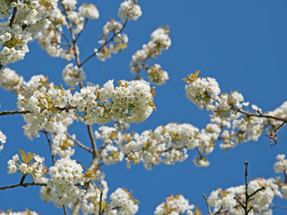 Blühender Kirschbaum, Prunus avium, Frühling