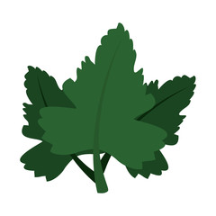 Naklejka premium coriander leaves ingredient isolated icon vector illustration design