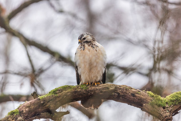 bussard
