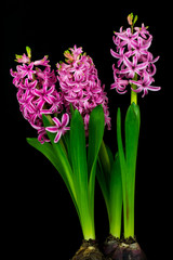 Pink pearl hyacinth
