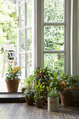 Fototapeta na wymiar Potted plants on hardwood floor by open door in house