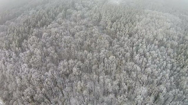 Aerial view of winter forest with snow on the trees