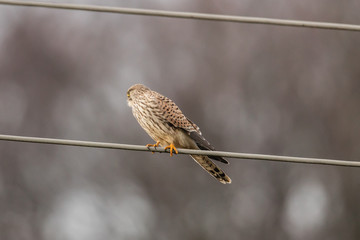 vögel