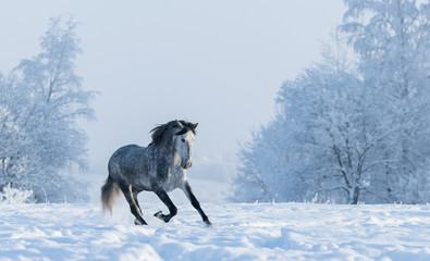 Winter snowy landscape. Galloping grey Spanish horse