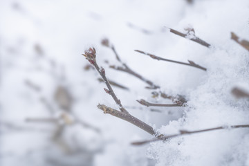 Branches reaching out of snow cristalls