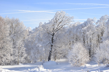Ormanda kar manzaraları
