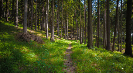 Fototapeta premium forest path
