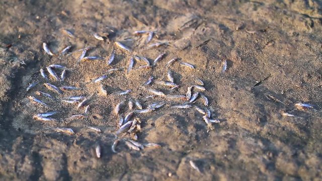 dried-up lake with a dead fish|dried-up lake with a dead fish
