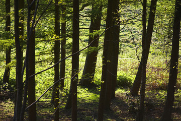 Obraz premium Row of Trees in Forest