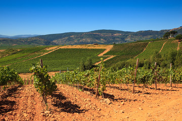 Fototapeta na wymiar View of vineyards in the Spanish countryside