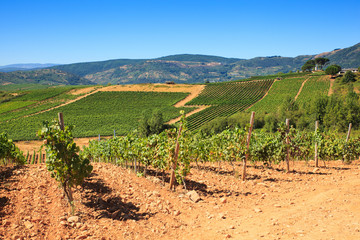 Fototapeta na wymiar View of vineyards in the Spanish countryside