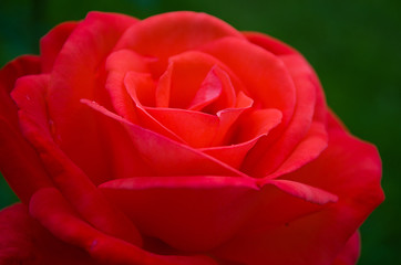 Red rose