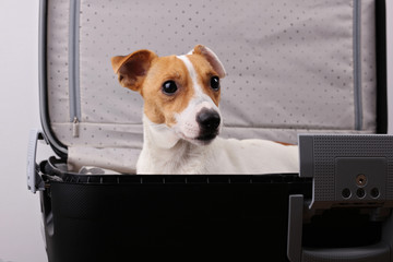 Sad pet dog in suitcase want to go with family on vacation