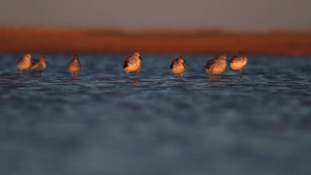 sandpipers after a long migration stopped to rest in the water/sandpipers after a long migration stopped to rest in the water