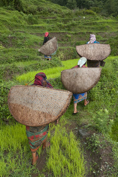 Female farmers in the field with traditional rain protection, lwang village, Annapurna area, Pkhara, Nepal