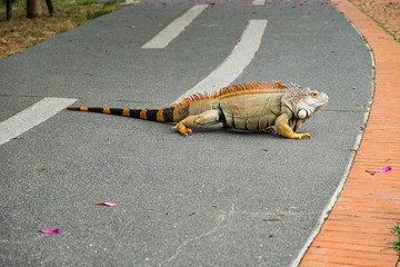 Iguana Crossing Road