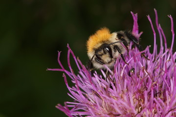 Hummel © digi_dresden