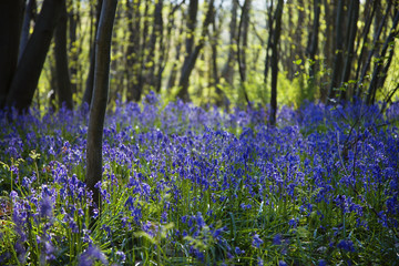 Purple Wildflowers in Forest