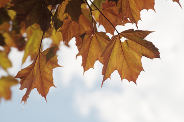 Red leaves of maple