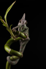 Kameleon © lucek616