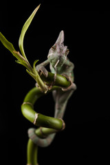 Kameleon © lucek616