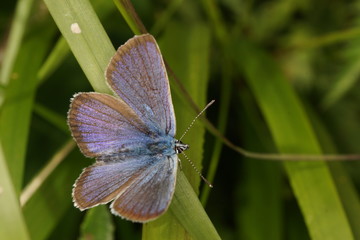 Schmetterling, Bläuling