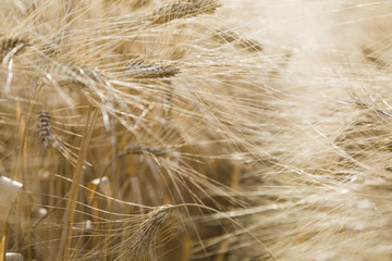 Close-up of wheat