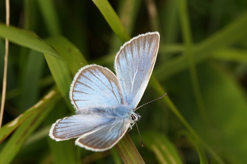 Schmetterling  - Bläuling
