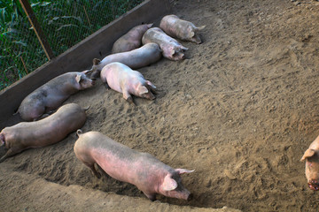The domestic pigs